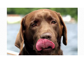 Understanding Dog Breeds: Labrador Retriever