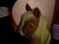 horsing fur real Walmart with Butterscotch the pony horse