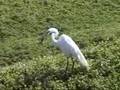 Egret eats Gopher ( maybe mouse)