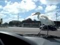 Egret on the hood