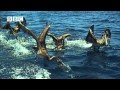 Earthflight - High-speed Brown Pelicans Diving for Sardine & Anchovies (Narrated by David Tennant)