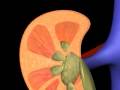 How Kidneys Work