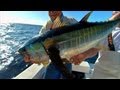 Addictive Fishing: Relentless Fog - YELLOWFIN TUNA on DOA lures