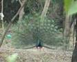 PEACOCK DANCE - A RARE VIEW!