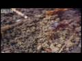 Tiny driver ants Vs red ants - Ant Attack - BBC wildlife