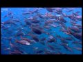 Thousands of sharks visit a sea mount - Blue Planet: A Natural History of the Oceans - BBC