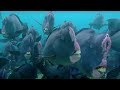 Feeding humphead parrotfish - Blue Planet - BBC