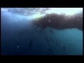 Fish bait ball in open water - Blue Planet - BBC