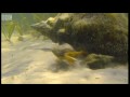 Giant Horse Conch and Burglar Hermit Crabs - Blue Planet - BBC Earth