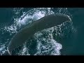 Fur seals and whales feast on Krill - Blue Planet - BBC