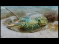 Breeding Lobsters at war - Blue Planet - BBC Earth