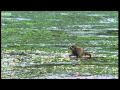 Raccoon vs Rock Crab - Blue Planet - BBC