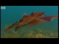 Bizarre fish in Kelp Seas - Blue Planet - BBC Earth