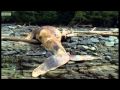 Humpback whales and black bears - Blue Planet - BBC