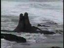 Wild Sex & Graceful swimming... elephant seals and sea lions