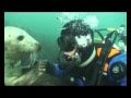 Farne Island seals 2nd Oct 2010