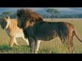 Lion Pride Fighting Savanna War Documentary HD by jaandil7