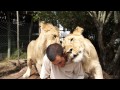 Getting morning love from the lions