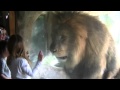 Sofia the Lion Tamer at Wellington Zoo, New Zealand - 4th January 2012