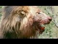 Pure Nature - Living With Lions