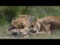 Lions Africa's Deadly Savage Savanna Survival Documentary Film HQ by jaandil7