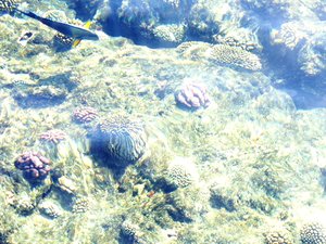 Marine- Reefs-Colorful Fish - Sea