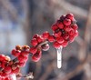 American Winterberry - Ilex verticillata