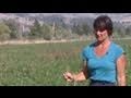 green manure is a sustainable organic fertilizer