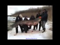 195kg Catfish caught in Russia - January 2013