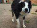 Border Collies Amazing Dogs Play in Water Sheepdog Cute Puppy splashing wet DVD Movie Trailer