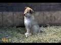 Ambient Puppies: Puppy Tales DVD Trailer