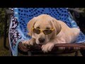 Marley and Me: The Puppy Years Official Trailer