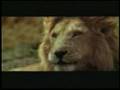 Funny African Lion Hunting in Masai Mara