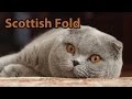 Ideal Companion: Scottish Fold