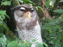 Malay Eagle Owl - Kitty