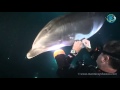 Bottlenose Dolphin Rescue