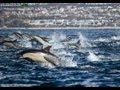 Dolphin Stampede Overtakes Whale Watching Boat