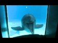 Dolphins see themselves in mirror