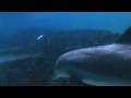 Dolphin Bubbles: An Amazing Behavior