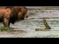 Lion Intimidates Crocodile