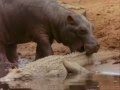 Hippo Vs Crocodile at the water hole Killing Frenzy..