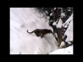 Minnesota Zoo Animals Enjoying the Snow