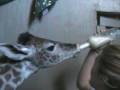 Bottle-Feeding Miles the Baby Giraffe