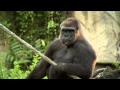 Gorilla Matchmaking - Cincinnati Zoo