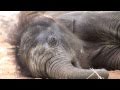 Elephant Baby Boom - Tupelo and Baylor