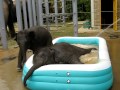 Baylor and Tupelo in the Pool