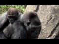 Go Bananas Challenge - Cincinnati Zoo