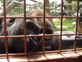 The Calgary Zoo's Gorillas Entertained by Caterpillar