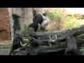 Silverback Gorilla Meets the Girls - Cincinnati Zoo