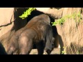 New Female Gorillas - Cincinnati Zoo